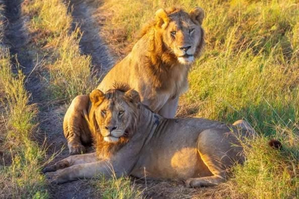7 Days, 6 Nights Best of Kenya Safari