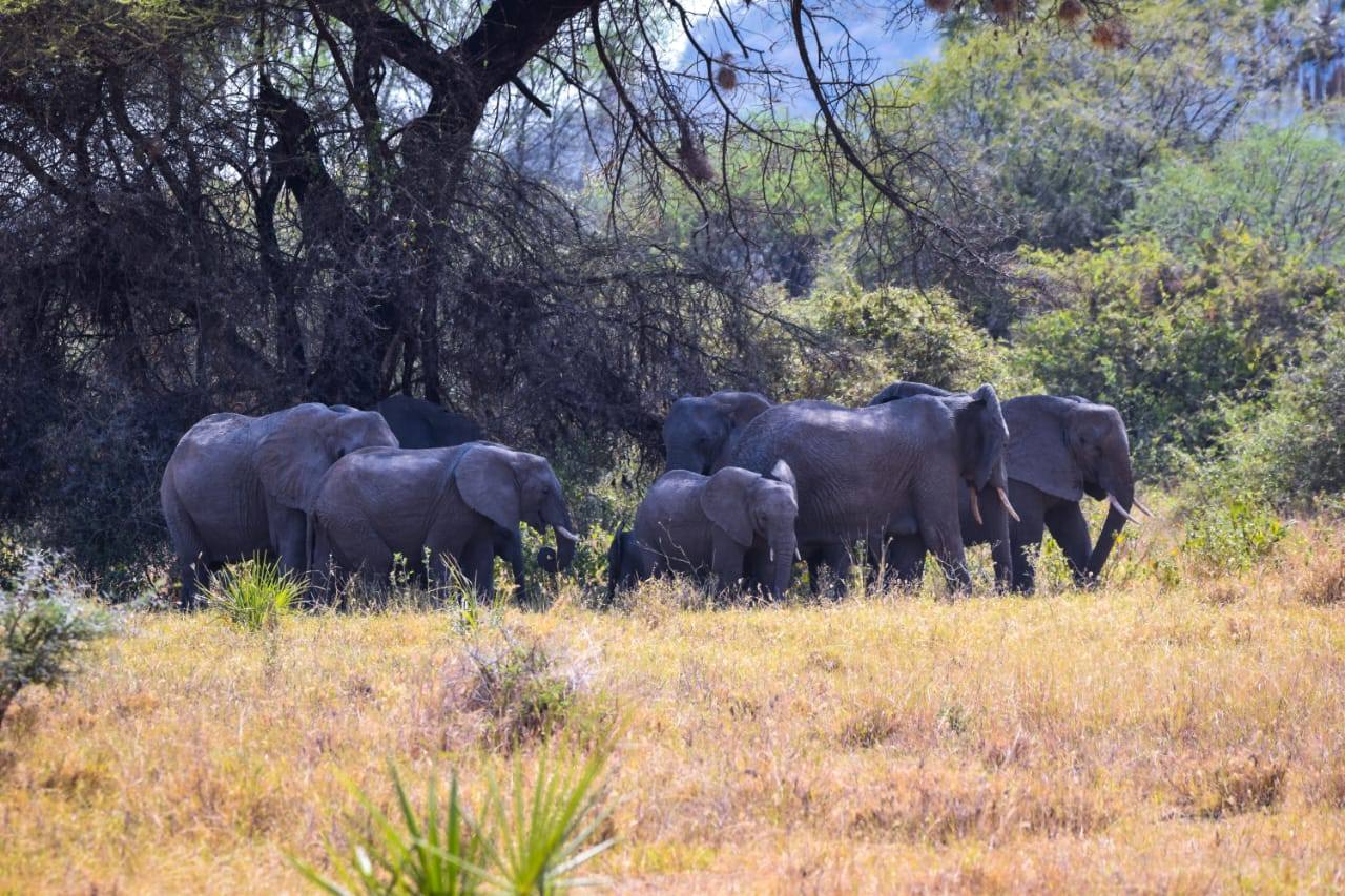 🦍 7 Days, 6 Nights Best of Uganda Wildlife & Gorilla Safari