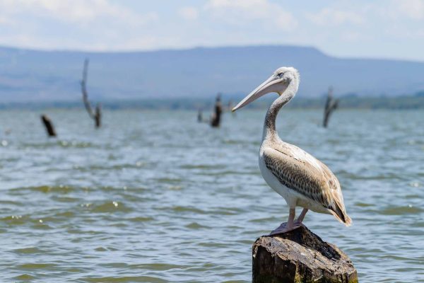 4 Days Lake Nakuru, Naivasha & Baringo Circuit Safari