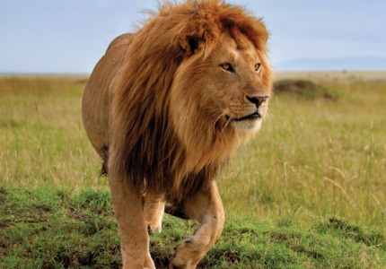 7 Days Best of Kenya Safari