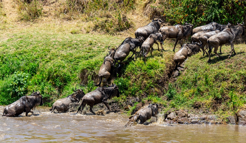Maasai Mara Great Migration Safari