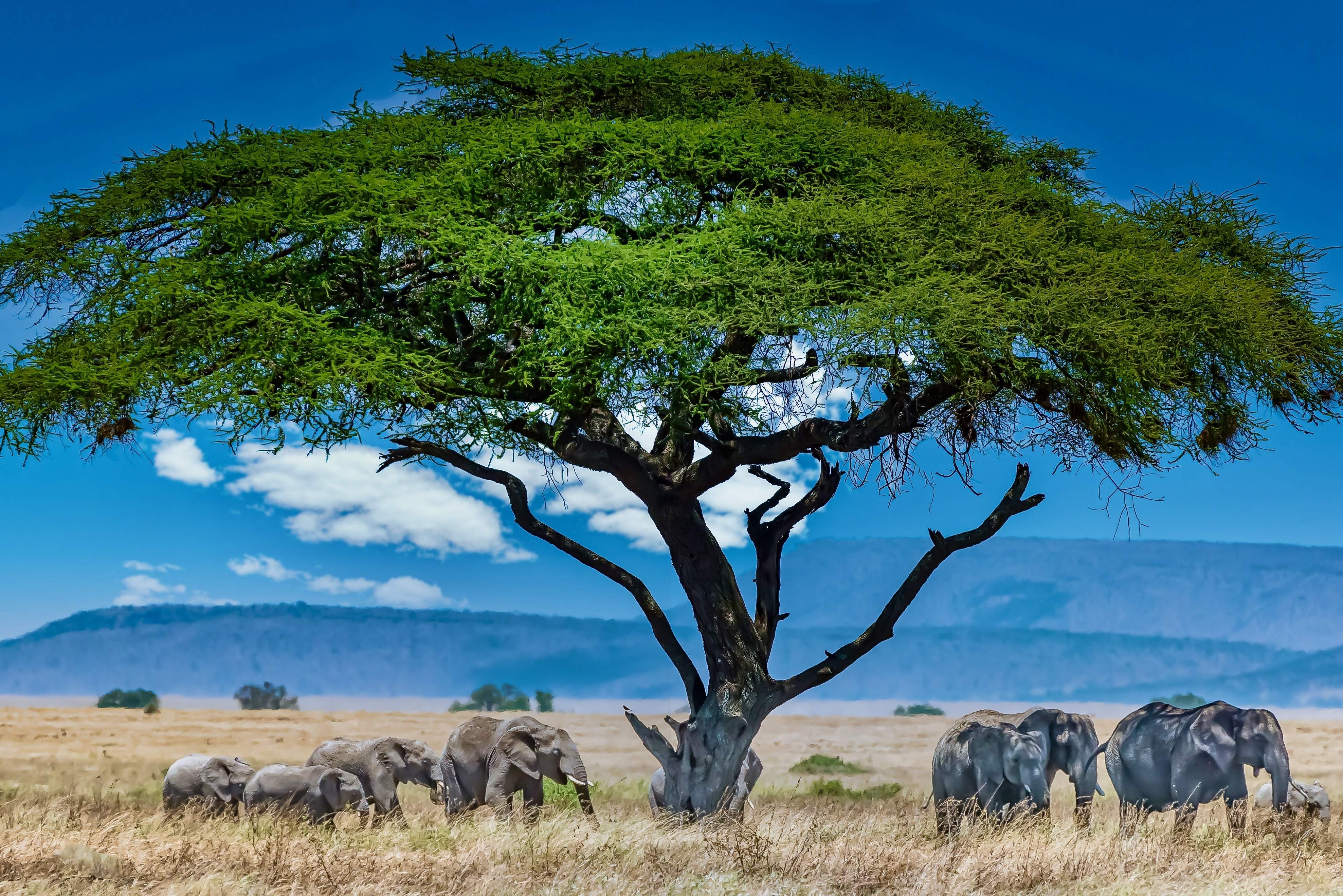 7-Day Kenya Safari Itinerary: Wilderness & Culture