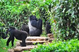 🦍 3 Days, 2 Nights Uganda Gorilla Trekking Safari – Bwindi Impenetrable Forest