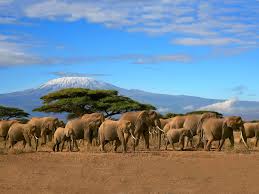 3 Days Amboseli National Park Safari