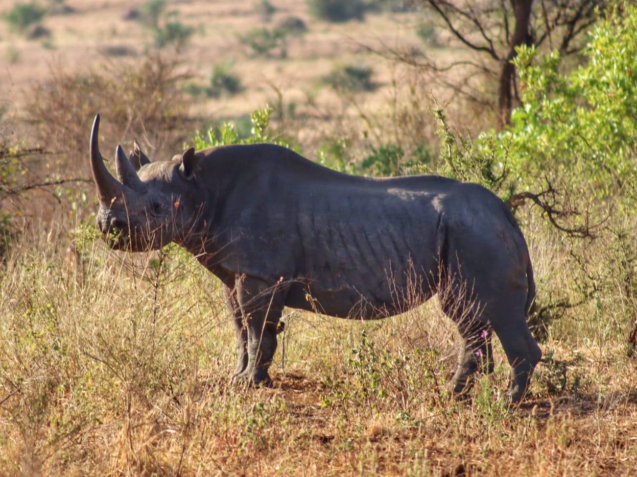 4 Days Samburu & Ol Pejeta Conservancy Safari