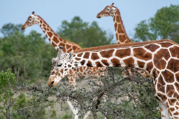8 Days Northern Kenya Explorer Safari