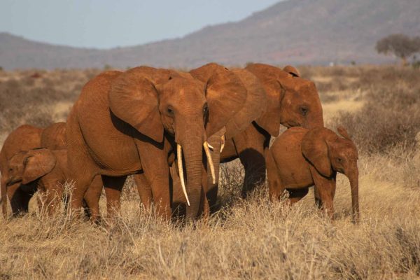 5 Days Tsavo East, Tsavo West & Amboseli Combo Safari