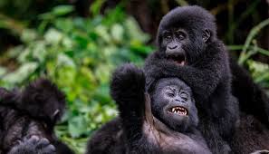 🌍 7 Days, 6 Nights Uganda–Rwanda Gorilla Safari Combo